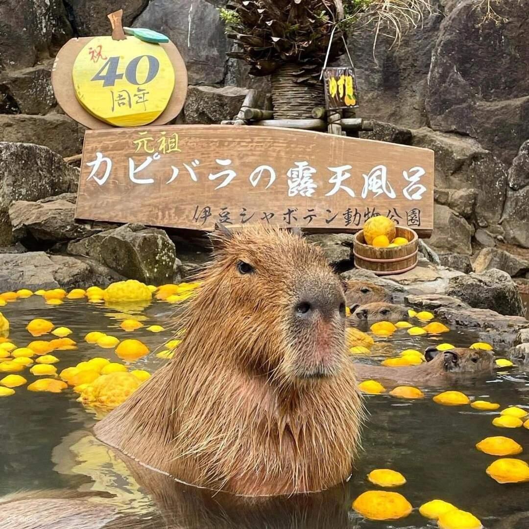 伊豆高原 温泉付別荘 Isana Mountain Villa Futo Екстериор снимка